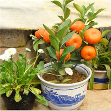 Load image into Gallery viewer, Bonsai 20 Pcs Orange Potted Edible Tangerine Citrus Fruit Dwarf Orange Tree Indoor Plant For Home Garden Non-GMO plants