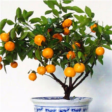 Load image into Gallery viewer, Bonsai 20 Pcs Orange Potted Edible Tangerine Citrus Fruit Dwarf Orange Tree Indoor Plant For Home Garden Non-GMO plants
