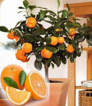 Load image into Gallery viewer, Bonsai 20 Pcs Orange Potted Edible Tangerine Citrus Fruit Dwarf Orange Tree Indoor Plant For Home Garden Non-GMO plants