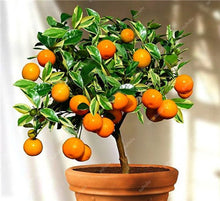 Load image into Gallery viewer, Bonsai 20 Pcs Orange Potted Edible Tangerine Citrus Fruit Dwarf Orange Tree Indoor Plant For Home Garden Non-GMO plants