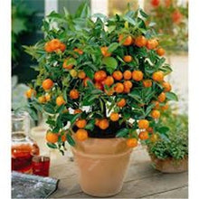Load image into Gallery viewer, Bonsai 20 Pcs Orange Potted Edible Tangerine Citrus Fruit Dwarf Orange Tree Indoor Plant For Home Garden Non-GMO plants