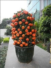Load image into Gallery viewer, Bonsai 20 Pcs Orange Potted Edible Tangerine Citrus Fruit Dwarf Orange Tree Indoor Plant For Home Garden Non-GMO plants