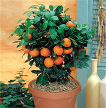Load image into Gallery viewer, Bonsai 20 Pcs Orange Potted Edible Tangerine Citrus Fruit Dwarf Orange Tree Indoor Plant For Home Garden Non-GMO plants