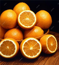 Load image into Gallery viewer, Bonsai 20 Pcs Orange Potted Edible Tangerine Citrus Fruit Dwarf Orange Tree Indoor Plant For Home Garden Non-GMO plants