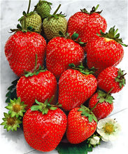 Load image into Gallery viewer, 1000 pcs Rare strawberry plants, giant strawberry Organic fruit flores vegetables Non-GMO bonsai pot for home garden planta