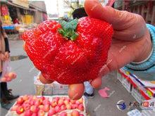 Load image into Gallery viewer, 1000 pcs Rare strawberry plants, giant strawberry Organic fruit flores vegetables Non-GMO bonsai pot for home garden planta