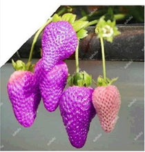 Load image into Gallery viewer, 1000 pcs Rare strawberry plants, giant strawberry Organic fruit flores vegetables Non-GMO bonsai pot for home garden planta