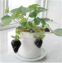 Load image into Gallery viewer, 1000 pcs Rare strawberry plants, giant strawberry Organic fruit flores vegetables Non-GMO bonsai pot for home garden planta