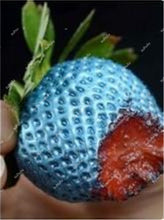 Load image into Gallery viewer, 1000 pcs Rare strawberry plants, giant strawberry Organic fruit flores vegetables Non-GMO bonsai pot for home garden planta
