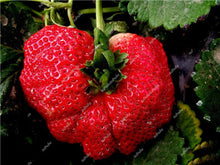 Load image into Gallery viewer, 1000 pcs Rare strawberry plants, giant strawberry Organic fruit flores vegetables Non-GMO bonsai pot for home garden planta
