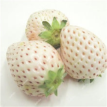Load image into Gallery viewer, 1000 pcs Rare strawberry plants, giant strawberry Organic fruit flores vegetables Non-GMO bonsai pot for home garden planta