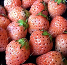 Load image into Gallery viewer, 1000 pcs Rare strawberry plants, giant strawberry Organic fruit flores vegetables Non-GMO bonsai pot for home garden planta