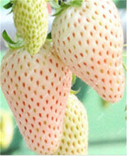 Load image into Gallery viewer, 1000 pcs Rare strawberry plants, giant strawberry Organic fruit flores vegetables Non-GMO bonsai pot for home garden planta