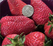 Load image into Gallery viewer, 1000 pcs Rare strawberry plants, giant strawberry Organic fruit flores vegetables Non-GMO bonsai pot for home garden planta