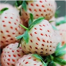 Load image into Gallery viewer, 1000 pcs Rare strawberry plants, giant strawberry Organic fruit flores vegetables Non-GMO bonsai pot for home garden planta