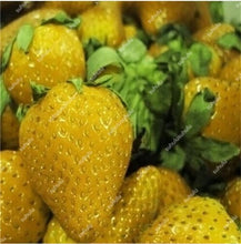 Load image into Gallery viewer, 1000 pcs Rare strawberry plants, giant strawberry Organic fruit flores vegetables Non-GMO bonsai pot for home garden planta