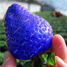 Load image into Gallery viewer, 1000 pcs Rare strawberry plants, giant strawberry Organic fruit flores vegetables Non-GMO bonsai pot for home garden planta
