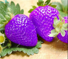 Load image into Gallery viewer, 1000 pcs Rare strawberry plants, giant strawberry Organic fruit flores vegetables Non-GMO bonsai pot for home garden planta