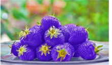 Load image into Gallery viewer, 1000 pcs Rare strawberry plants, giant strawberry Organic fruit flores vegetables Non-GMO bonsai pot for home garden planta