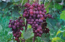 Load image into Gallery viewer, 20pcs Grape Bonsai mini grape tree potted plants fruit black grape organic fruit bonsai tree plant for home garden Easy to Grow