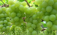 Load image into Gallery viewer, 20pcs Grape Bonsai mini grape tree potted plants fruit black grape organic fruit bonsai tree plant for home garden Easy to Grow