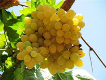 Load image into Gallery viewer, 20pcs Grape Bonsai mini grape tree potted plants fruit black grape organic fruit bonsai tree plant for home garden Easy to Grow
