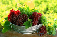 Load image into Gallery viewer, 20pcs Grape Bonsai mini grape tree potted plants fruit black grape organic fruit bonsai tree plant for home garden Easy to Grow