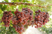 Load image into Gallery viewer, 20pcs Grape Bonsai mini grape tree potted plants fruit black grape organic fruit bonsai tree plant for home garden Easy to Grow