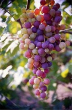 Load image into Gallery viewer, 20pcs Grape Bonsai mini grape tree potted plants fruit black grape organic fruit bonsai tree plant for home garden Easy to Grow