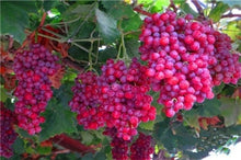 Load image into Gallery viewer, 20pcs Grape Bonsai mini grape tree potted plants fruit black grape organic fruit bonsai tree plant for home garden Easy to Grow