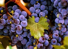 Load image into Gallery viewer, 20pcs Grape Bonsai mini grape tree potted plants fruit black grape organic fruit bonsai tree plant for home garden Easy to Grow