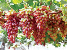 Load image into Gallery viewer, 20pcs Grape Bonsai mini grape tree potted plants fruit black grape organic fruit bonsai tree plant for home garden Easy to Grow