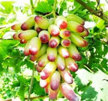 Load image into Gallery viewer, 20pcs Grape Bonsai mini grape tree potted plants fruit black grape organic fruit bonsai tree plant for home garden Easy to Grow
