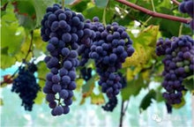 Load image into Gallery viewer, 20pcs Grape Bonsai mini grape tree potted plants fruit black grape organic fruit bonsai tree plant for home garden Easy to Grow