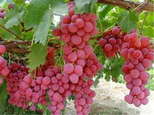 Load image into Gallery viewer, 20pcs Grape Bonsai mini grape tree potted plants fruit black grape organic fruit bonsai tree plant for home garden Easy to Grow