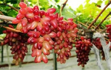 Load image into Gallery viewer, 20pcs Grape Bonsai mini grape tree potted plants fruit black grape organic fruit bonsai tree plant for home garden Easy to Grow