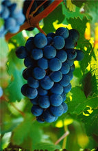 Load image into Gallery viewer, 20pcs Grape Bonsai mini grape tree potted plants fruit black grape organic fruit bonsai tree plant for home garden Easy to Grow