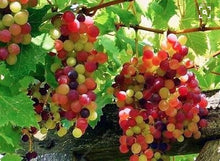 Load image into Gallery viewer, 20pcs Grape Bonsai mini grape tree potted plants fruit black grape organic fruit bonsai tree plant for home garden Easy to Grow
