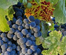 Load image into Gallery viewer, 20pcs Grape Bonsai mini grape tree potted plants fruit black grape organic fruit bonsai tree plant for home garden Easy to Grow