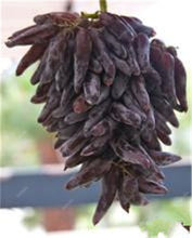 Load image into Gallery viewer, 20pcs Grape Bonsai mini grape tree potted plants fruit black grape organic fruit bonsai tree plant for home garden Easy to Grow