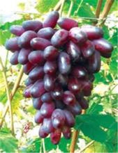 Load image into Gallery viewer, 20pcs Grape Bonsai mini grape tree potted plants fruit black grape organic fruit bonsai tree plant for home garden Easy to Grow
