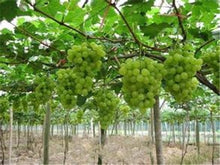 Load image into Gallery viewer, 20pcs Grape Bonsai mini grape tree potted plants fruit black grape organic fruit bonsai tree plant for home garden Easy to Grow