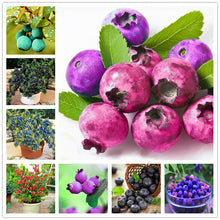 Load image into Gallery viewer, New! 100 pcs Perennial Blueberry Bonsai Edible Fruit Bonsai Indoor Outdoor Available Ornamental Bonsai Plants for Home Garden