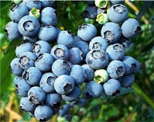 Load image into Gallery viewer, New! 100 pcs Perennial Blueberry Bonsai Edible Fruit Bonsai Indoor Outdoor Available Ornamental Bonsai Plants for Home Garden