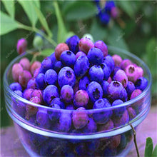 Load image into Gallery viewer, New! 100 pcs Perennial Blueberry Bonsai Edible Fruit Bonsai Indoor Outdoor Available Ornamental Bonsai Plants for Home Garden