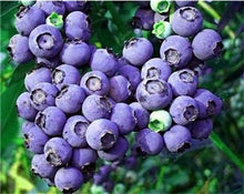 Load image into Gallery viewer, New! 100 pcs Perennial Blueberry Bonsai Edible Fruit Bonsai Indoor Outdoor Available Ornamental Bonsai Plants for Home Garden