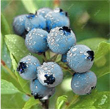 Load image into Gallery viewer, New! 100 pcs Perennial Blueberry Bonsai Edible Fruit Bonsai Indoor Outdoor Available Ornamental Bonsai Plants for Home Garden