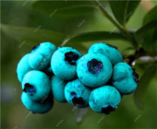 Load image into Gallery viewer, New! 100 pcs Perennial Blueberry Bonsai Edible Fruit Bonsai Indoor Outdoor Available Ornamental Bonsai Plants for Home Garden