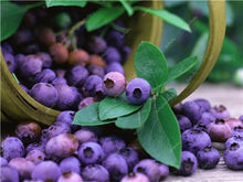 Load image into Gallery viewer, New! 100 pcs Perennial Blueberry Bonsai Edible Fruit Bonsai Indoor Outdoor Available Ornamental Bonsai Plants for Home Garden
