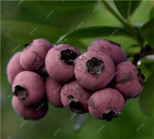 Load image into Gallery viewer, New! 100 pcs Perennial Blueberry Bonsai Edible Fruit Bonsai Indoor Outdoor Available Ornamental Bonsai Plants for Home Garden